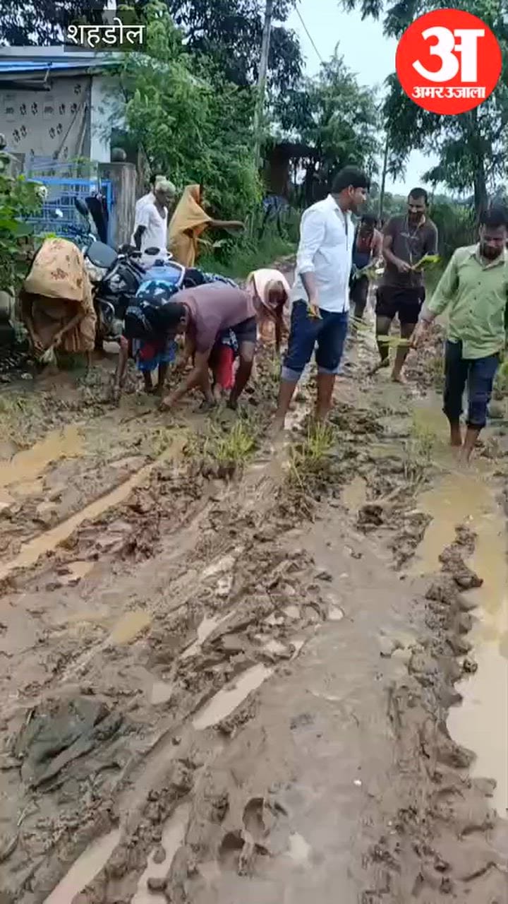 Villagers plant paddy on a road turned into mud; 400 families face hardship.
