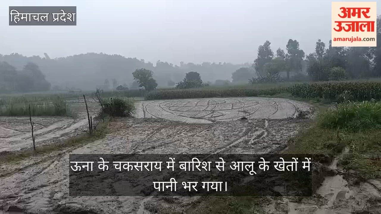 una rain potato fields waterlogging farmers worry