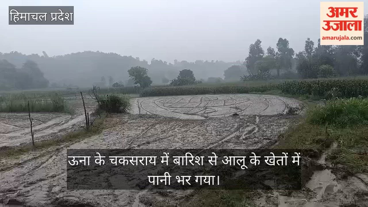 una rain potato fields waterlogging farmers worry
