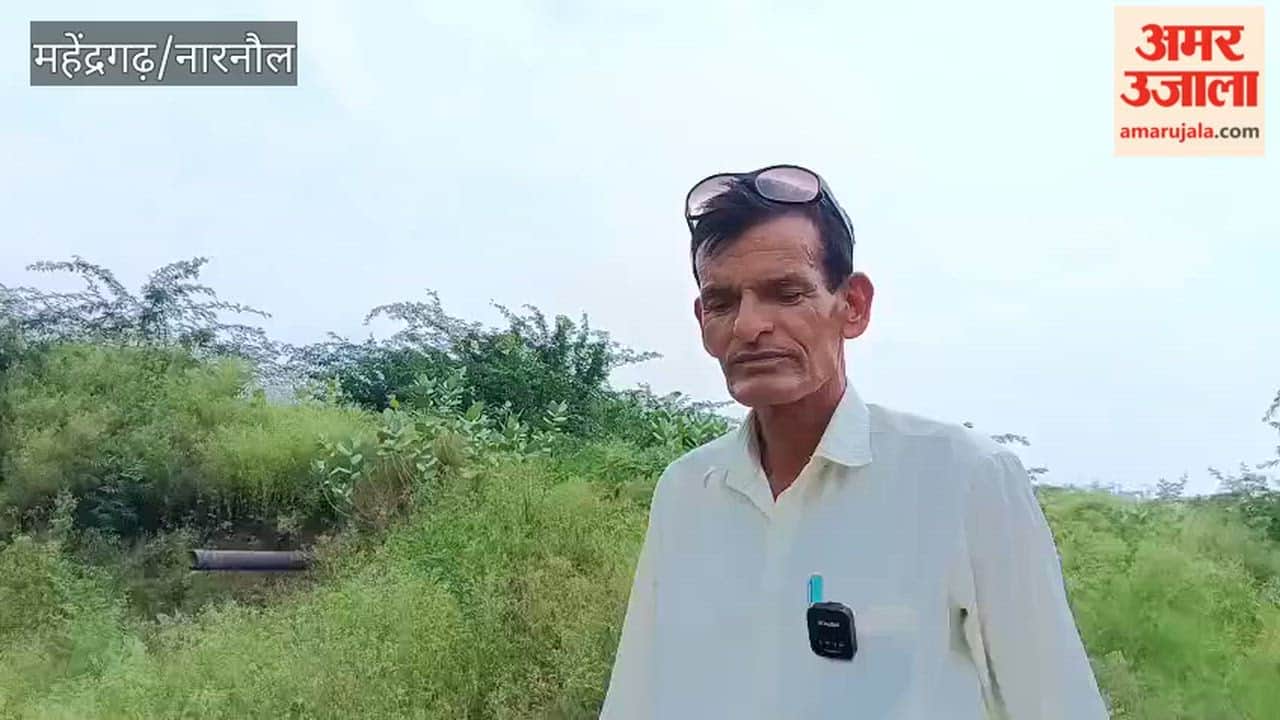 Canal water has not reached the pond in Narnaul's Islampura; livestock face a drinking water crisis.