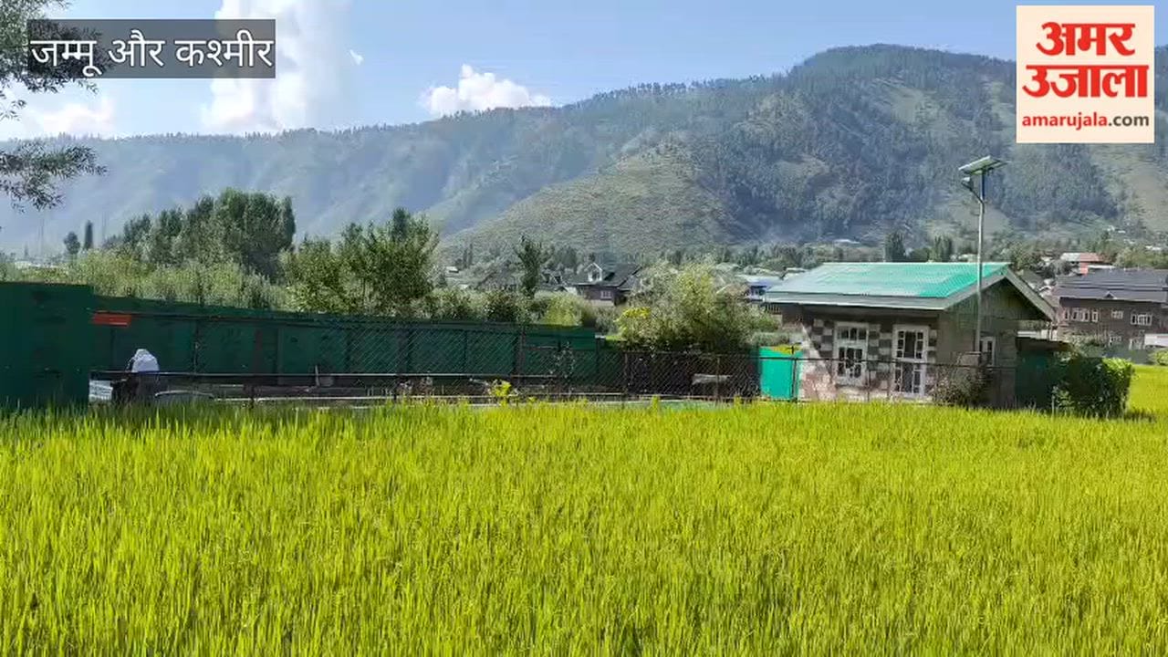 Illegal Fishing Threatens Trout Farms in Arin Sumlar, Two Sisters Lose Fish Worth Rs 5 Lakh