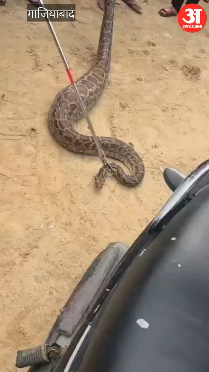 Ghaziabad Python spotted slithering on road to Jalalabad village in Muradnagar