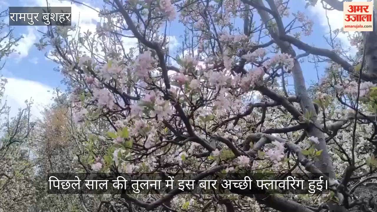 Video Apple Trees in Kinnaur Witnessing Excellent Flowering