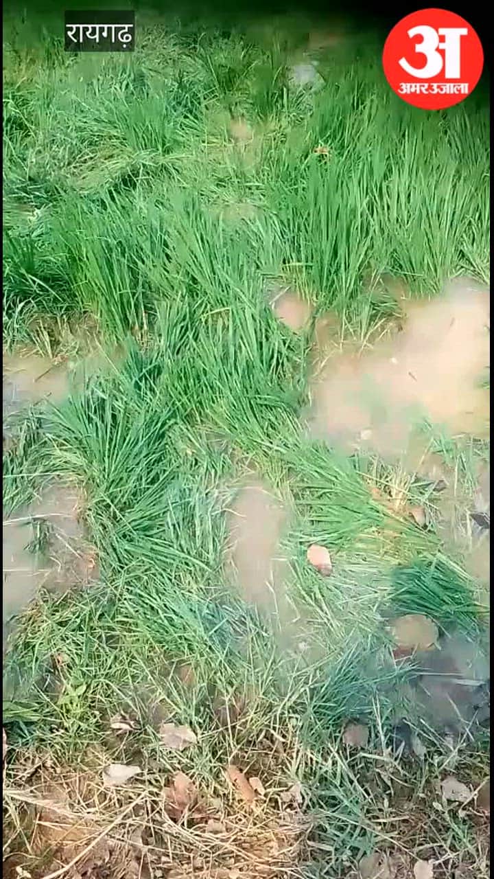 117 elephants present in Raigarh, damaging crops of 9 farmers