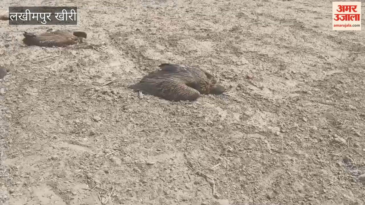 26 Vultures Die in Bijua Area of Lakhimpur Kheri