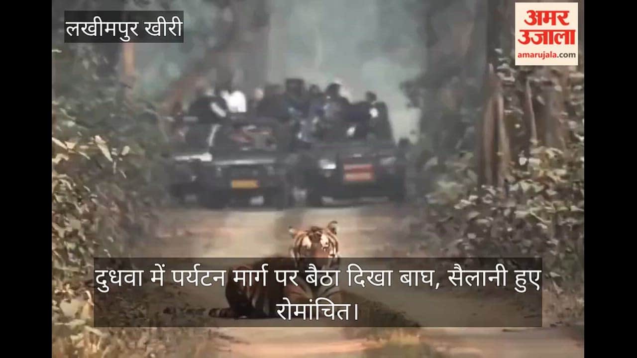 Tiger Spotted Sitting on Tourist Route in Dudhwa