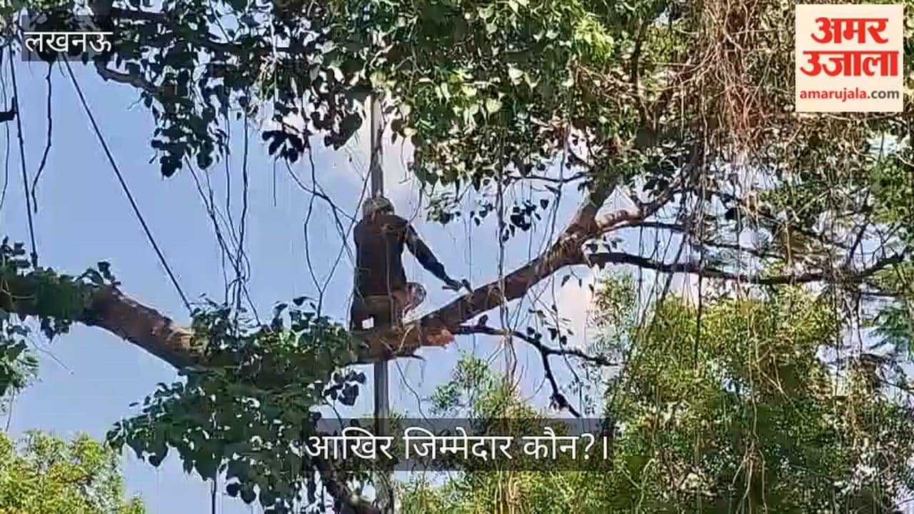 Video: नीचे बच्चे स्कूल से निकल रहे, ऊपर पीपल का पेड़ काटा जा रहा