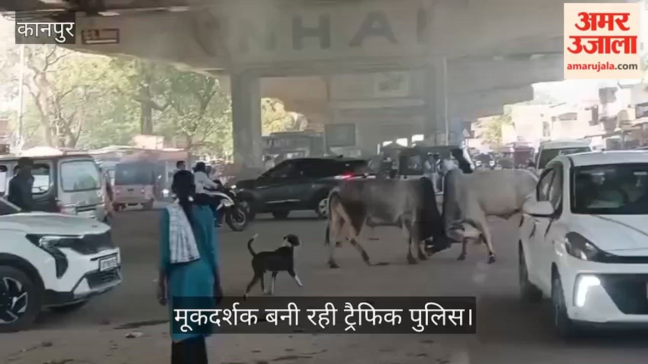 Kanpur Chaos Erupts as Two Bulls Collide at Mandhana Crossing Turmoil Ensues Beneath the GT Road Flyover