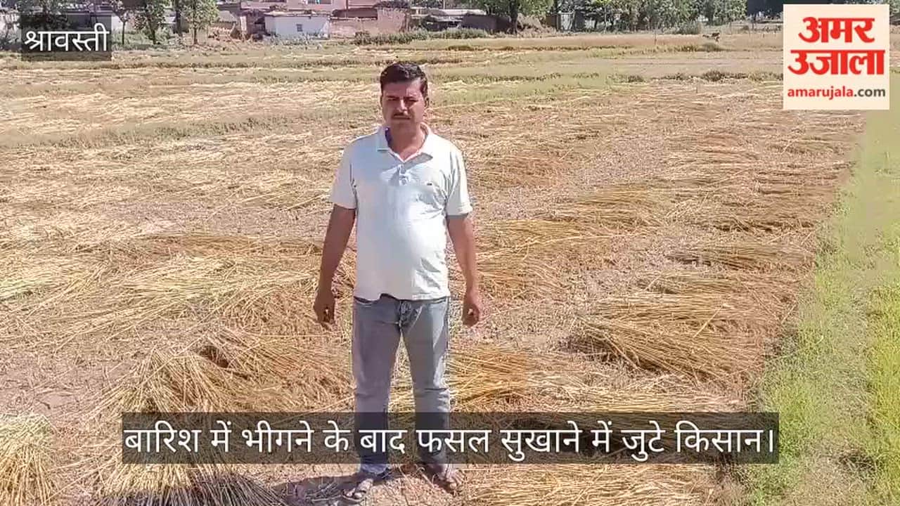 श्रावस्ती में बारिश थमने के बाद निकली धूप, फसल सुखाने में जुटे किसान