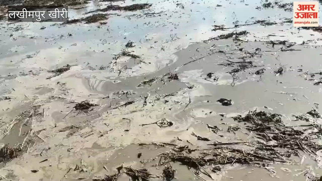 farmer plows under two acres of wheat crop in Lakhimpur kheri