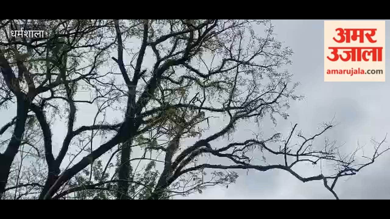 Kangra Dried-up tree outside the main entrance of the Regional Hospital, Dharamshala, poses a threat to the public; a major accident could occur
