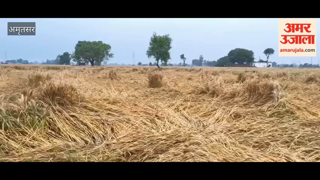 Untimely Rains in Amritsar Break Farmers' Backs; Wheat Crop Devastated