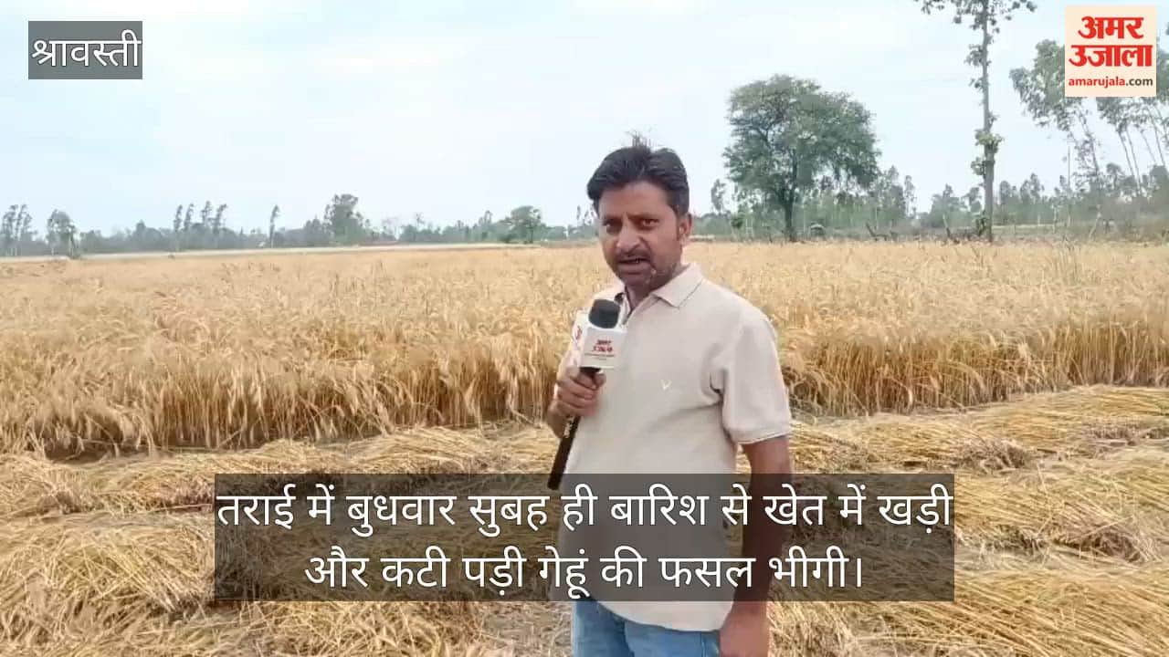 VIDEO: छलका किसानों का दर्द, काला हो जाएगा गेहूं का दाना, भूसा बनाने में भी दिक्कत