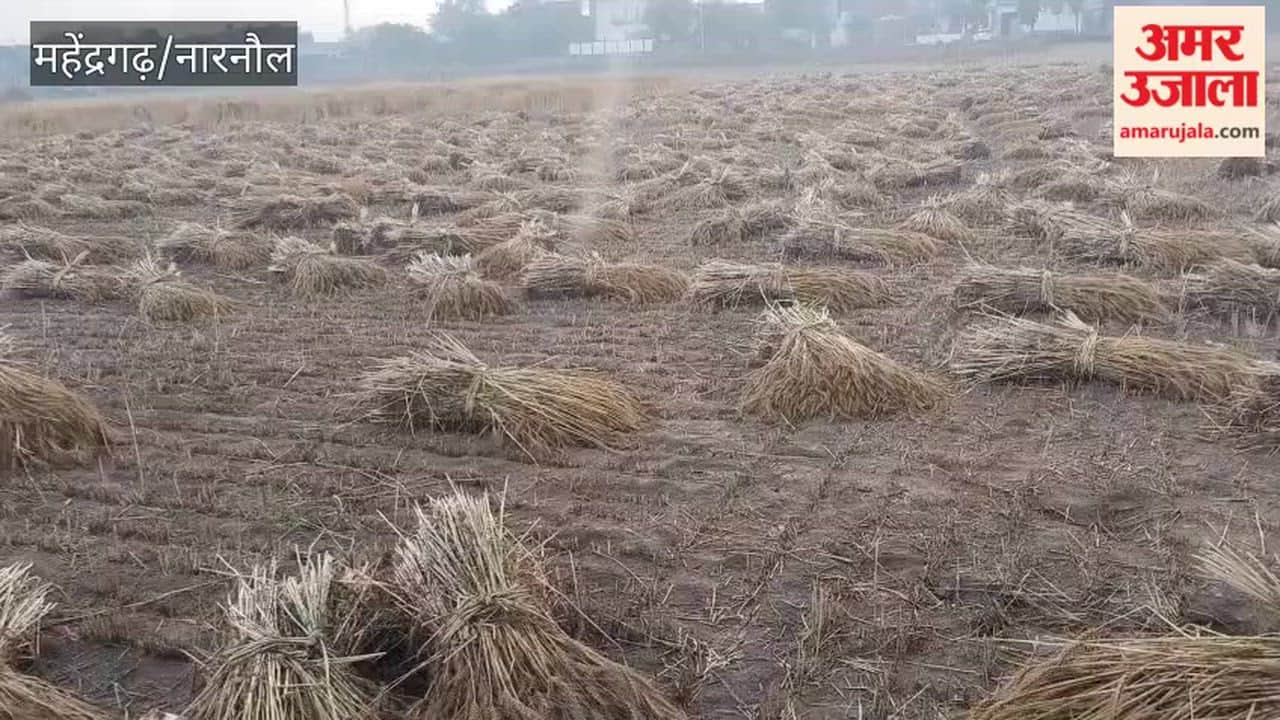 Rabi crop ruined due to unseasonal rain