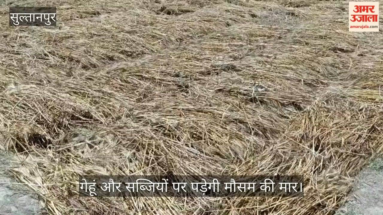 VIDEO: बारिश व ओलावृष्टि की आशंका से किसान चिंतित, बोले- बर्बाद हो जाएगी गेहूं की फसल