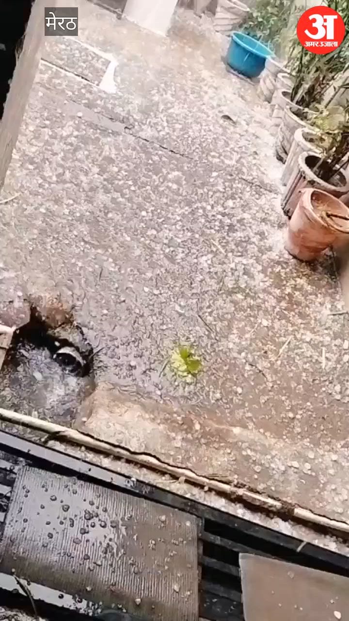 Meerut: कई इलाकों में बारिश के साथ ओलावृष्टि, भावनपुर क्षेत्र में 15 मिनट तक गिरे ओले, किसानों की फसल को भारी नुकसान