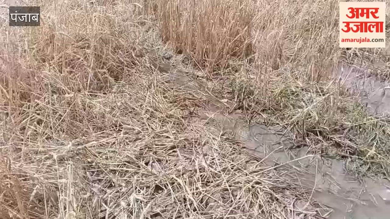 Rain spells trouble for farmers in Moga; thousands of acres of crops destroyed.