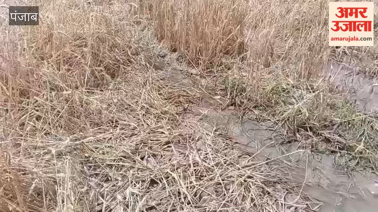 Rain spells trouble for farmers in Moga; thousands of acres of crops destroyed.