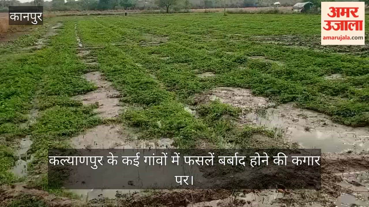 Kanpur Vegetable fields waterlogged bitter gourd leaves turning yellow