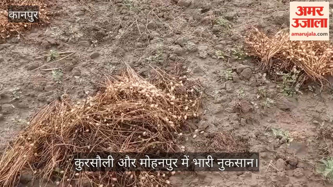 Kanpur Chickpea crop harvested and stacked for threshing soaked in rain farmers hard work goes down the drain