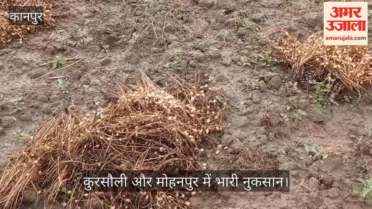 Kanpur Chickpea crop harvested and stacked for threshing soaked in rain farmers hard work goes down the drain