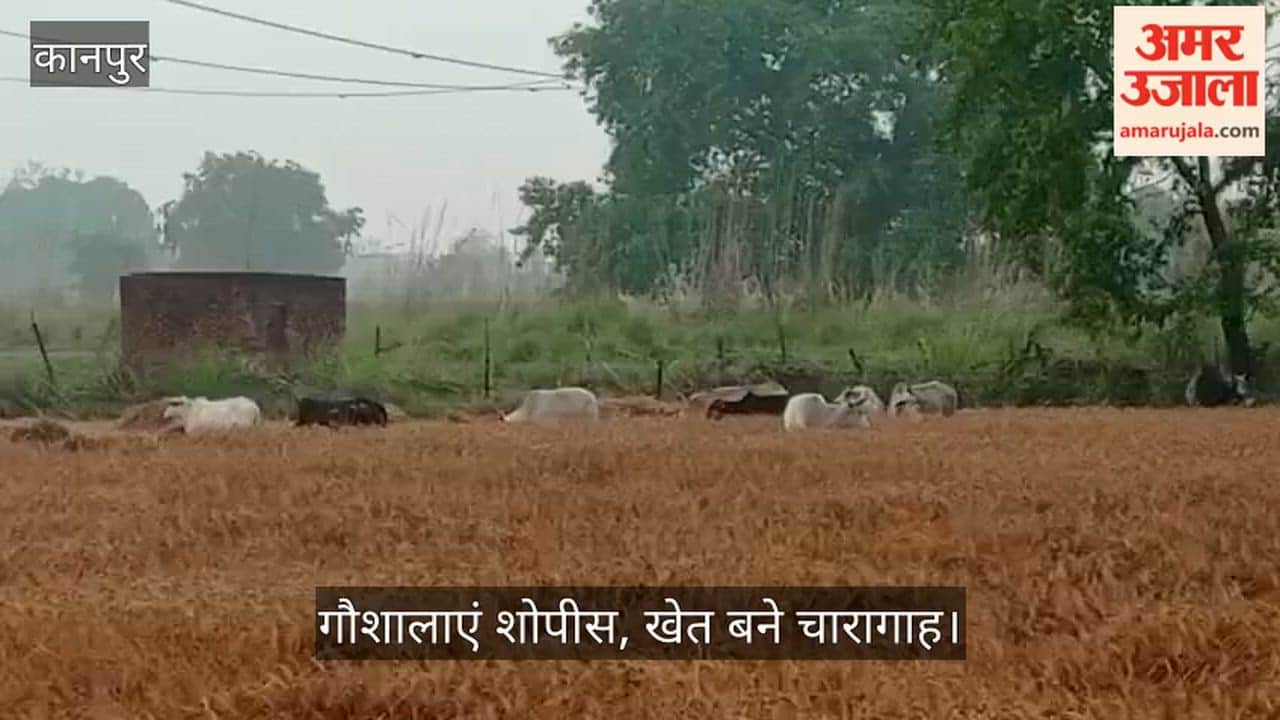 Kanpur Officials Play the Inspection Game Meanwhile Stray Cattle Devour Farmers Hard Work