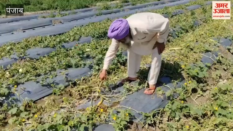 बठिंडा में बरसात से फसलें खराब, मुआवजे की मांग