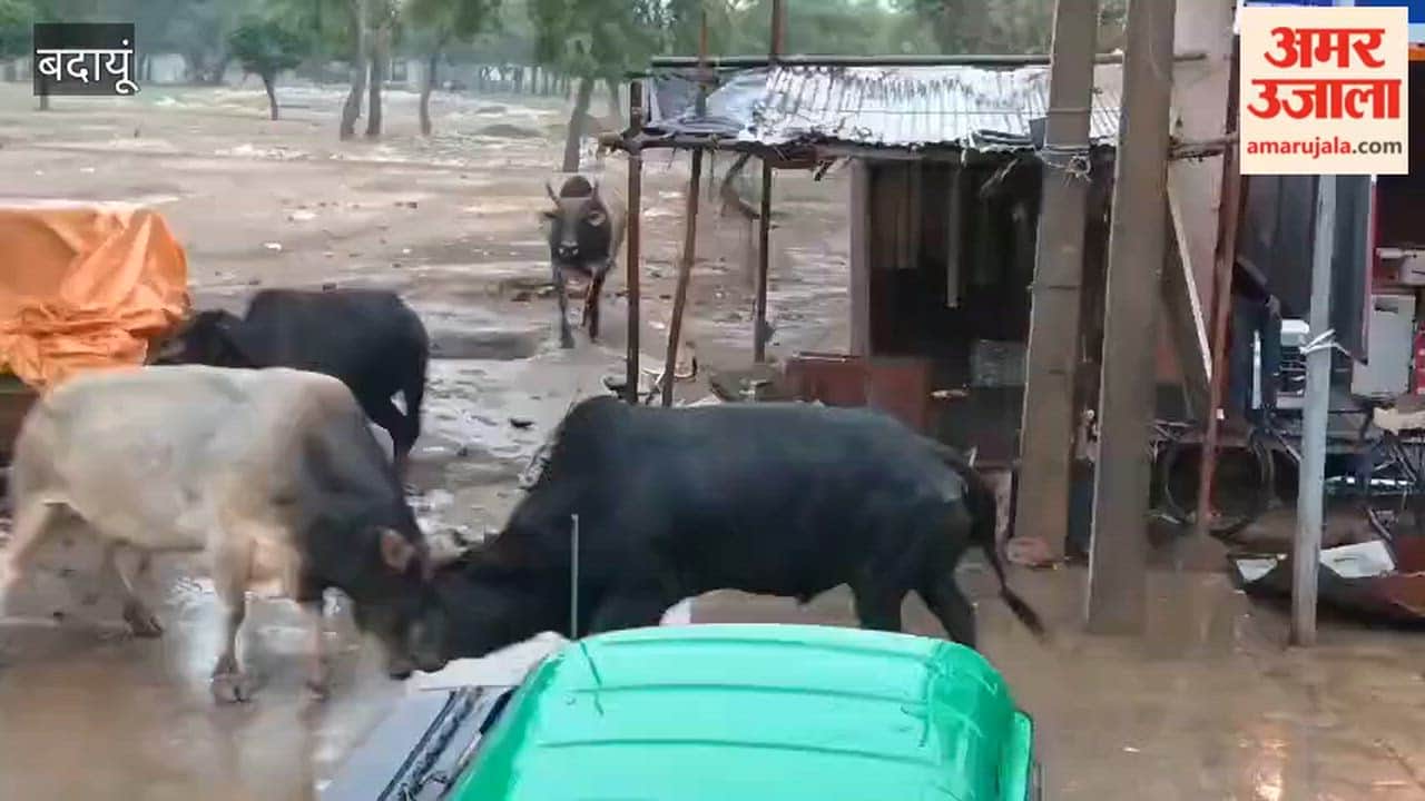 Bulls Clash on Road in Dahgawan Budaun