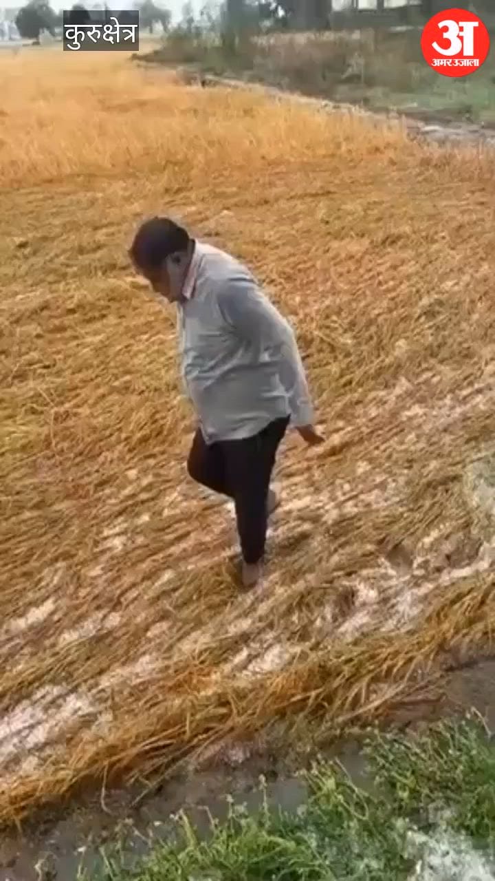 कुरुक्षेत्र के लाडवा में जमकर बारिश के साथ ओलावृष्टि, फसलों को नुकसान