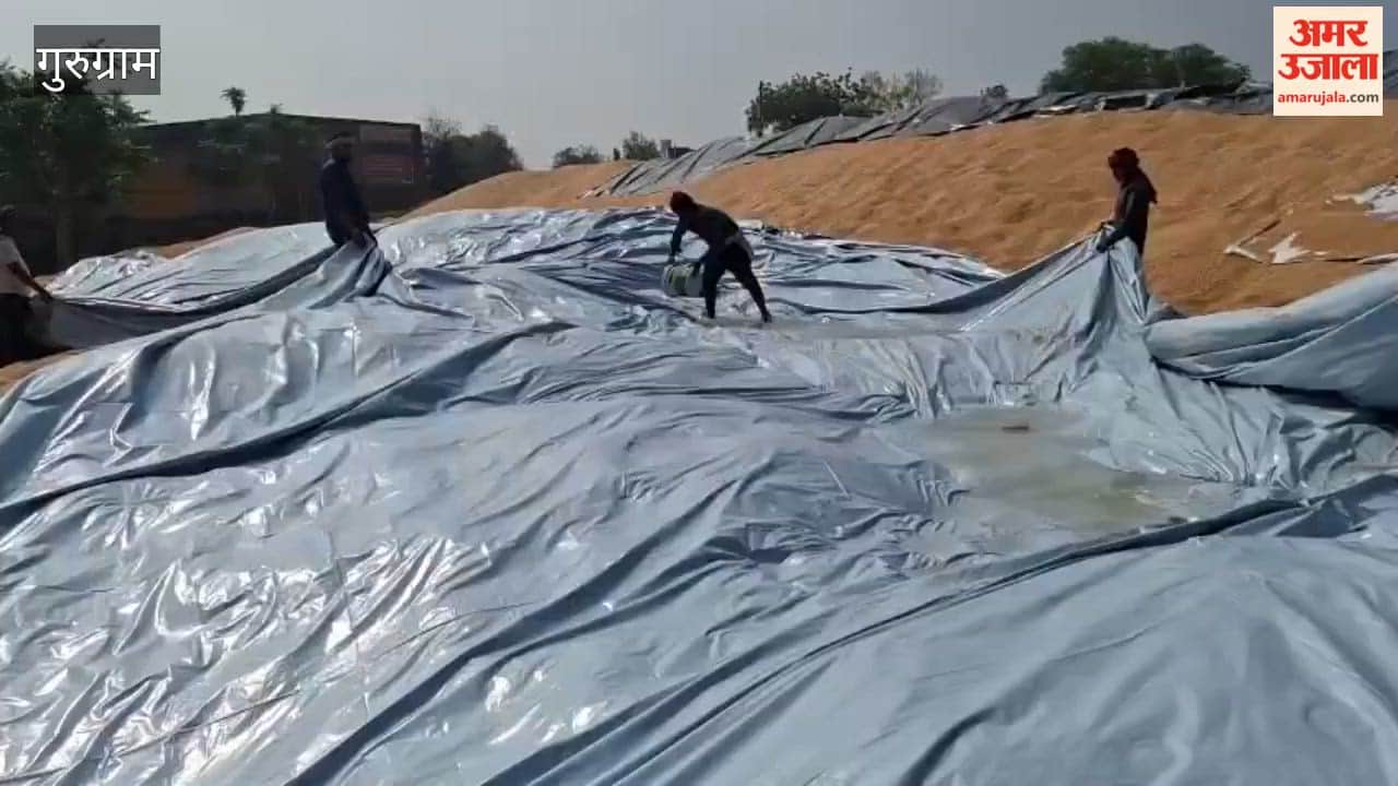 Gurugram Wheat in Mandis Gets Soaked Despite Protective Measures