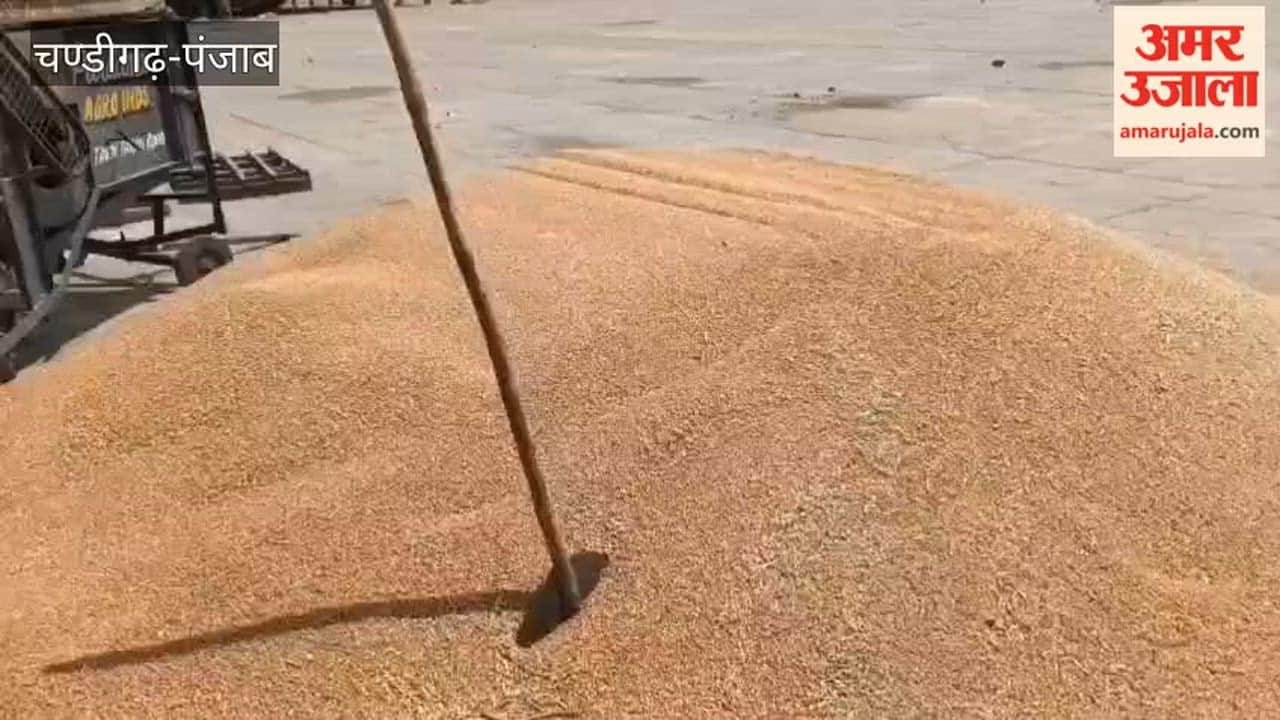 Appeal by the Chairman of the Ferozepur Market Committee: Farmers Should Not Bring Wet Wheat to the Mandi.