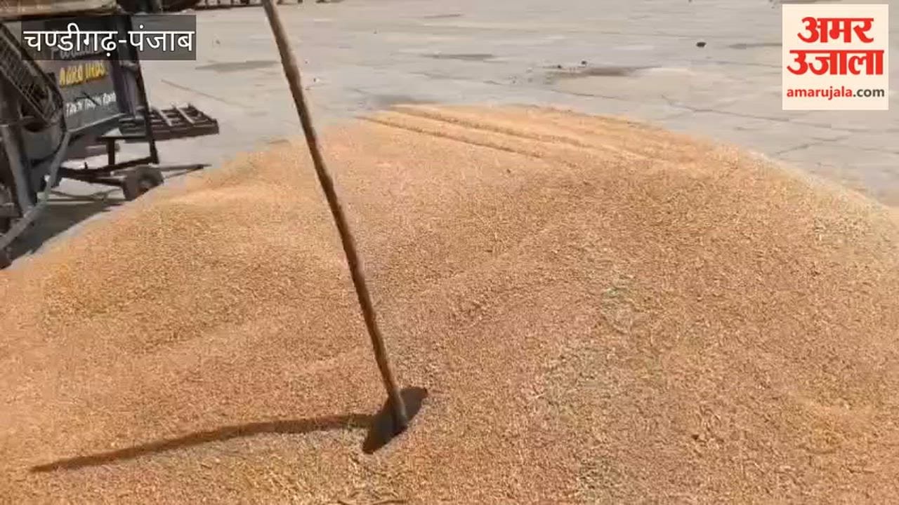 Appeal by the Chairman of the Ferozepur Market Committee: Farmers Should Not Bring Wet Wheat to the Mandi.