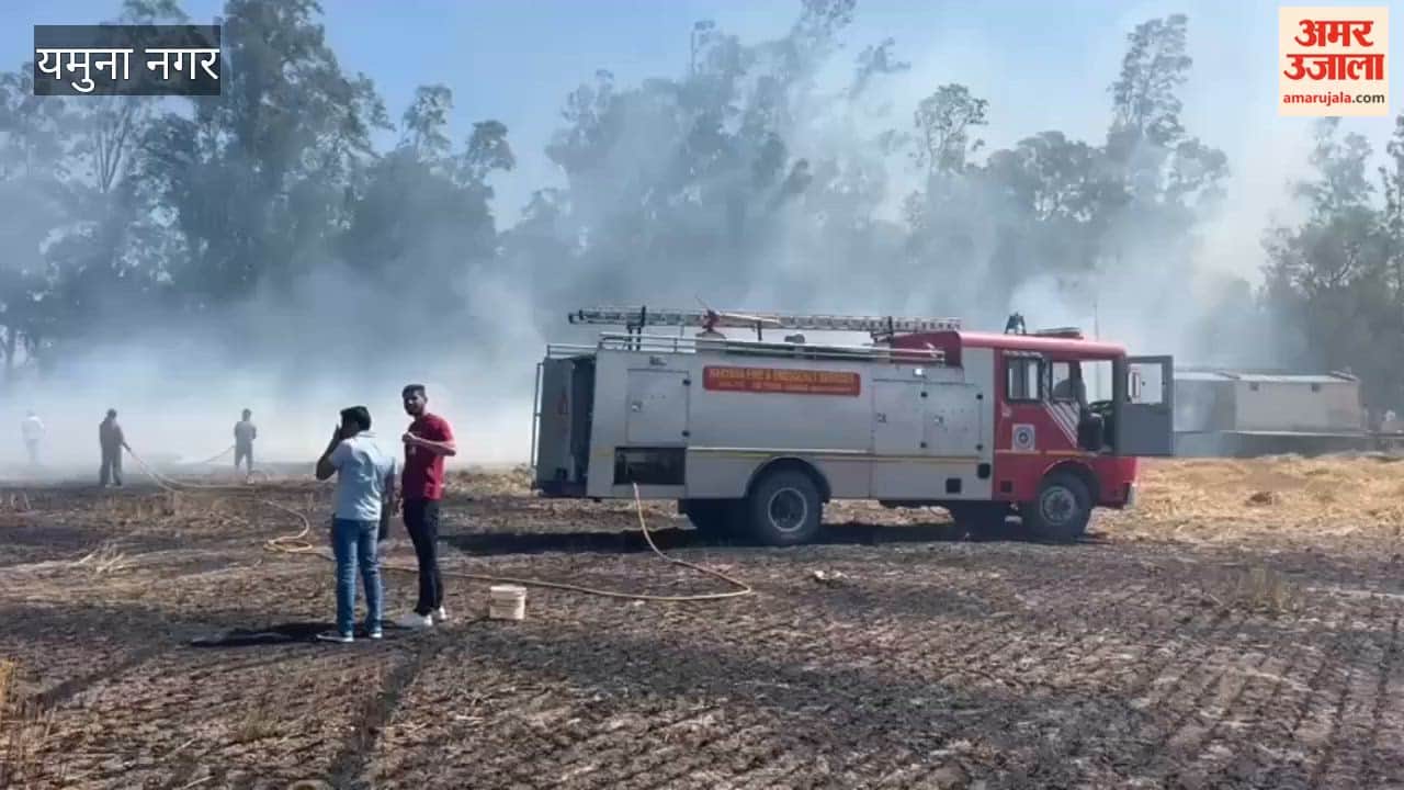 Wheat Crop Hit by Electricity in Yamunanagar