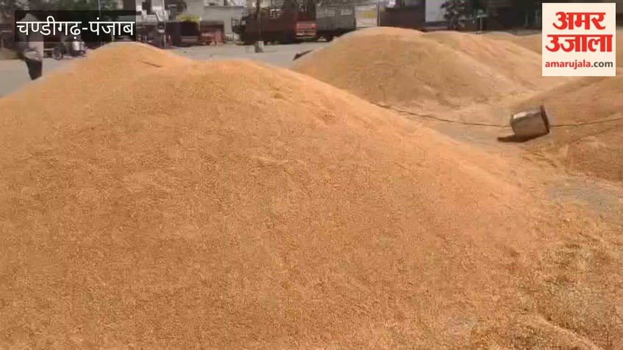 Arrival of wheat begins at the Dana Mandi in Ferozepur city; government procurement has not yet commenced.
