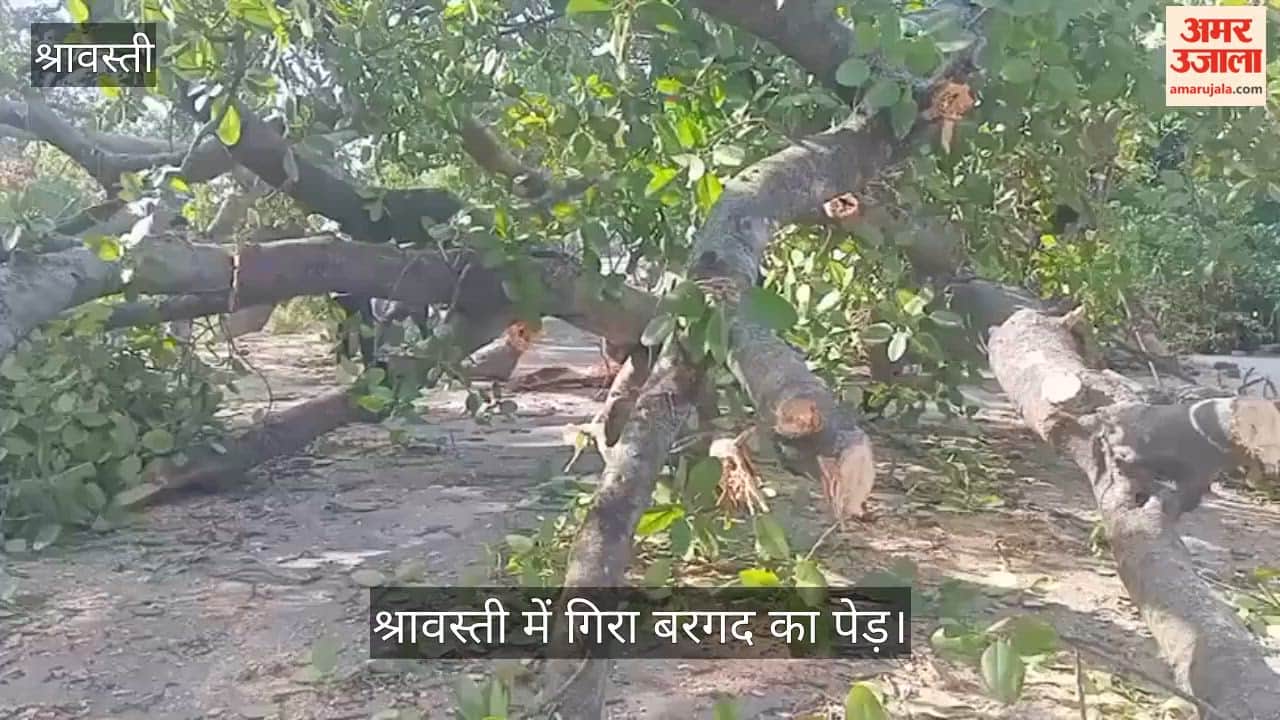 VIDEO: श्रावस्ती में भरभरा कर गिरा विशालकाय बरगद का पेड़, दबकर युवक की मौत