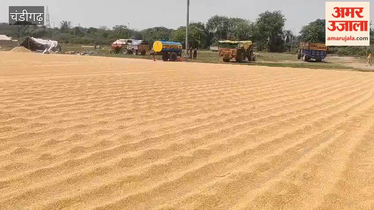 Arrival of wheat begins at the Sector 39 market in Chandigarh.