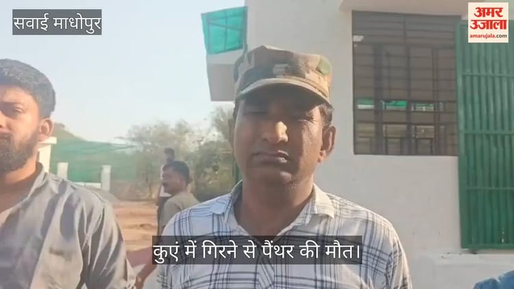 Rajasthan News: रणथंभौर क्षेत्र में हादसा! कुएं में गिरने से पैंथर की मौत, पोस्टमार्टम के बाद अंतिम संस्कार