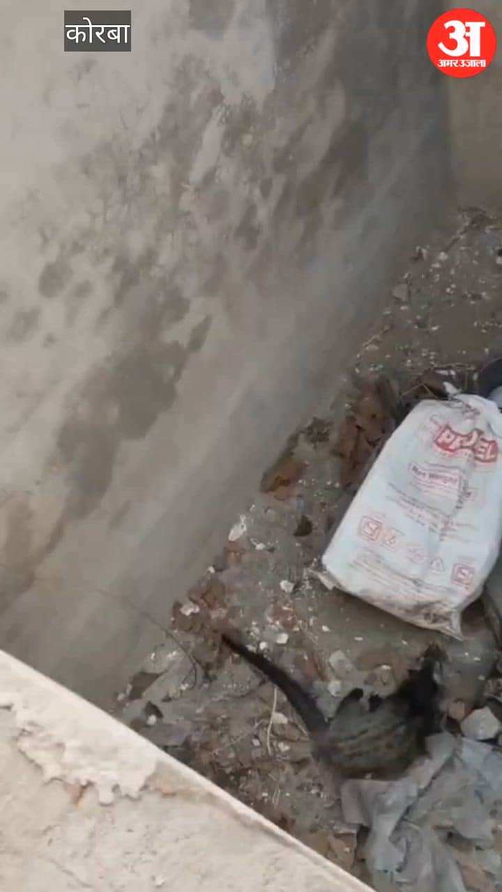 Endangered Asian Palm Civet Falls into Water Tank Successfully Rescued and Released into Wild in Korba