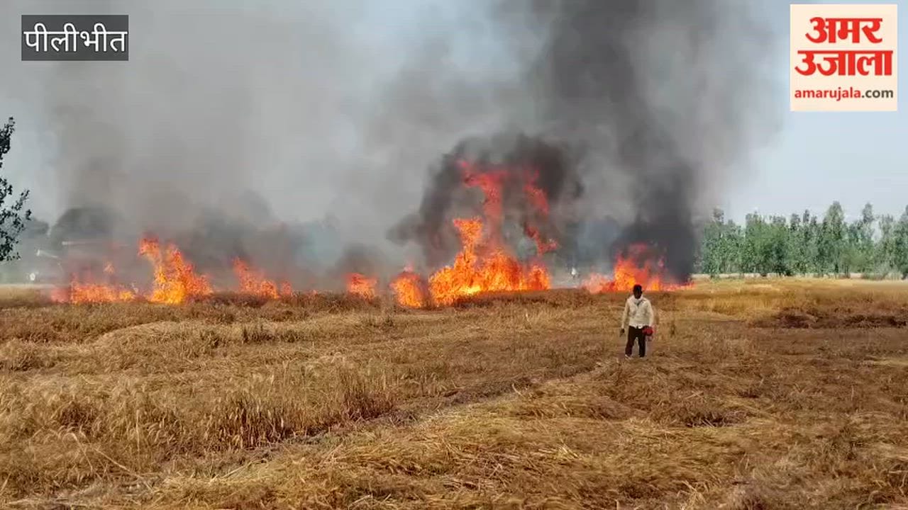 Fire in a wheat field in Bilsanda area of Pilibhit
