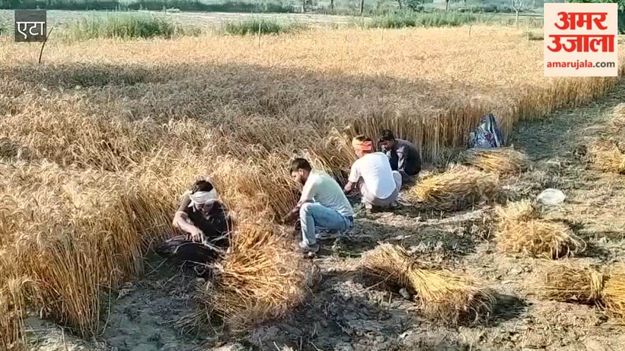 Labor Shortage Crisis: Women and Families Step In for Wheat Harvest