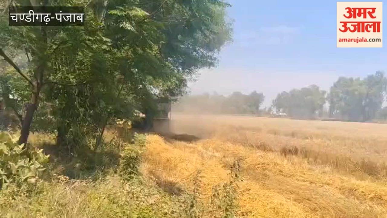 As soon as the weather cleared in Ferozepur, farmers got busy harvesting wheat using combine harvesters.