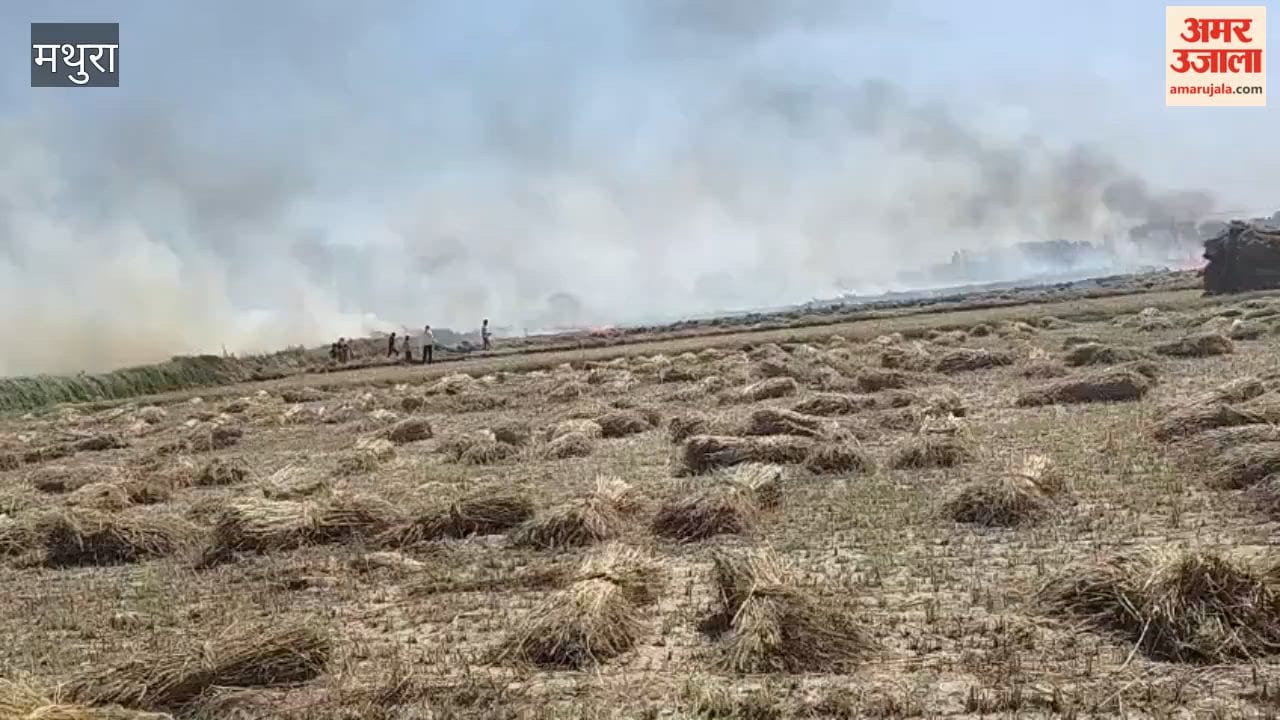 15 bigha wheat crop burnt to ashes in Mathura