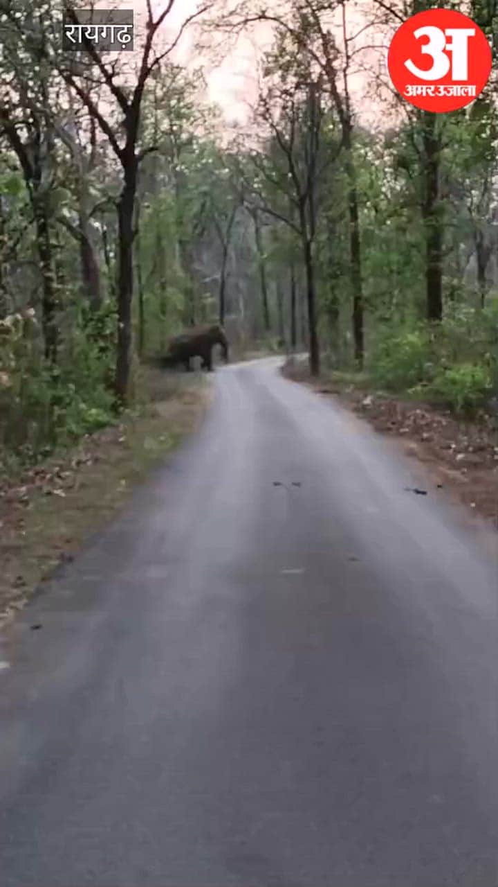 Unique Friendship Between Wild Elephants and Hathi Mitra Dal in Raigarh video viral
