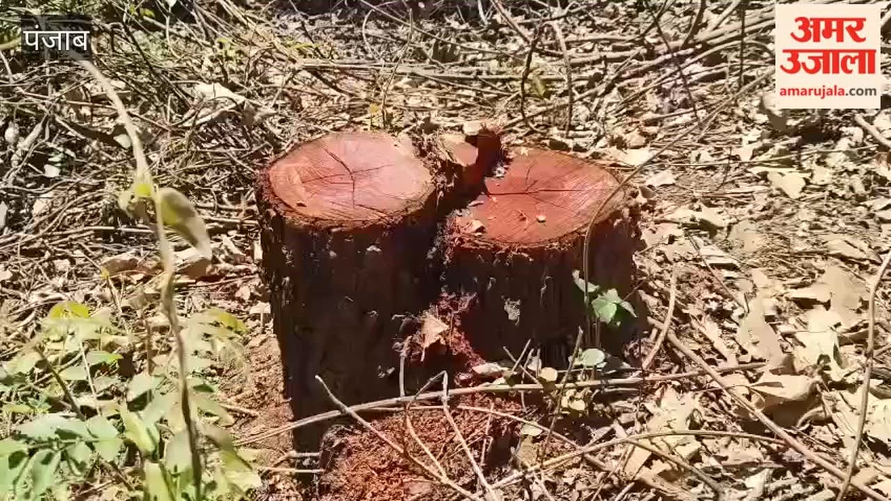 Khair Trees Illegally Felled in Pathankot; Action Demanded