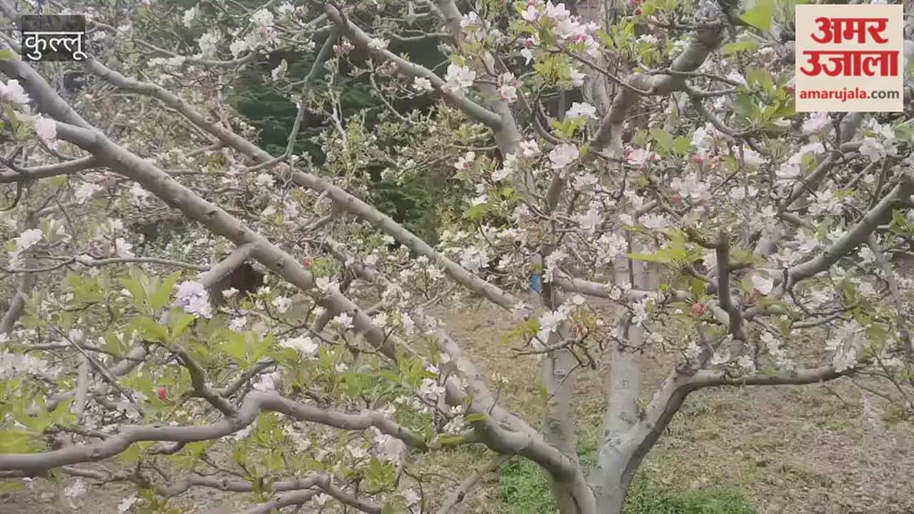 Kullu: Weather Takes a Turn for the Worse Again; Apple Setting at Risk