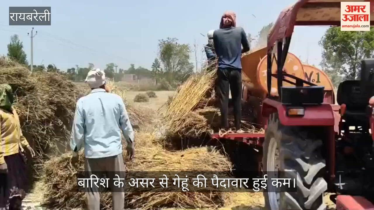 रायबरेली में बारिश का असर, गेहूं की पैदावार हुई कम