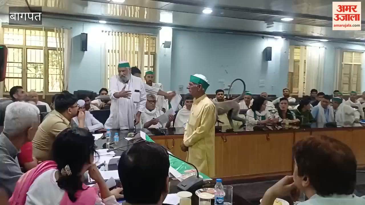 Baghpat: Matru the Langur Makes a Surprise Entry into DM’s Meeting and Sits Comfortably on a Chair; Video from Baghpat Collectorate Goes Viral