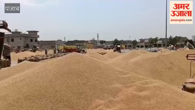 मोगा में मंडियों में किसान परेशान, गेहूं खरीद की रफ्तार सुस्त