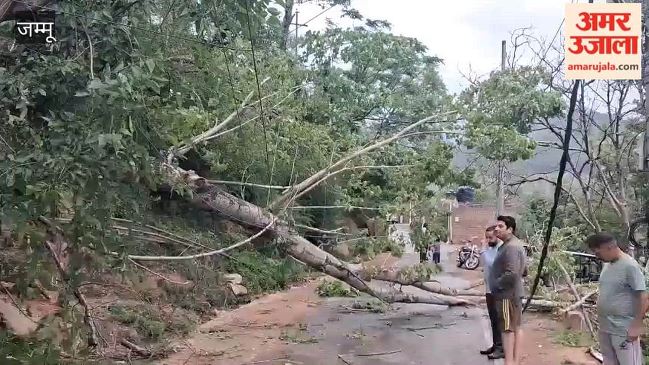 Major accident averted in Chinani, tree falls on road