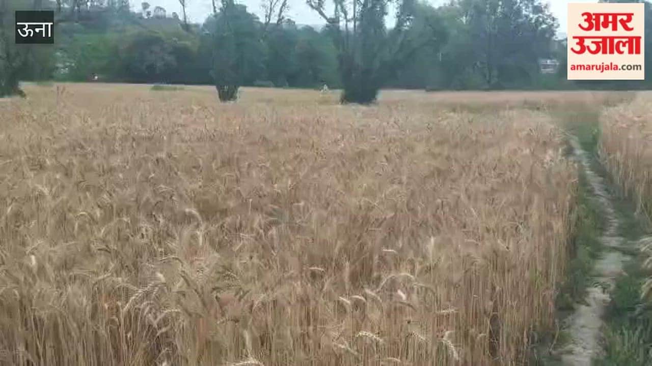 Una: Since Friday morning, dense clouds have halted wheat harvesting for farmers, who are now waiting for the weather to clear up